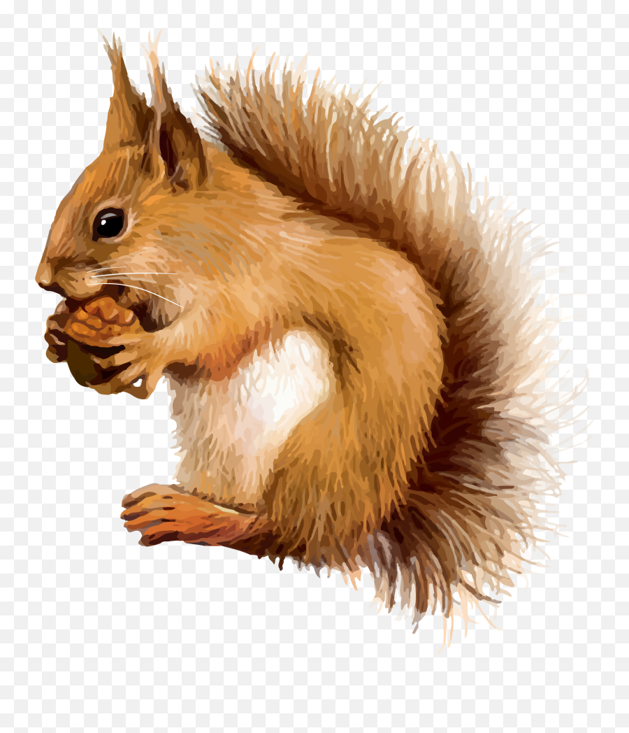 Red Squirrel - Free Clip Art Red Squirrel Emoji,Squirrel Emoticon