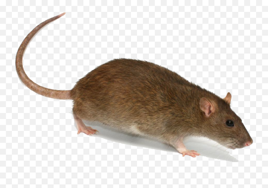 Rat Png Animal Mouse Mice White Rat Dead Rat Clipart - Rat With A Hat Emoji,Rat Emoji