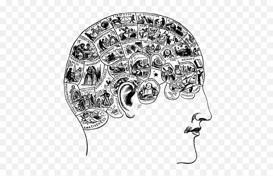Phrenology Icon Vector Drawing - Person Brain Art Emoji,Thinking Emoji
