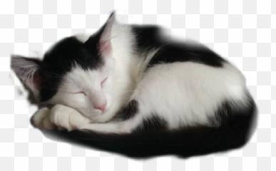 Cat Sleeping - Domestic Emoji