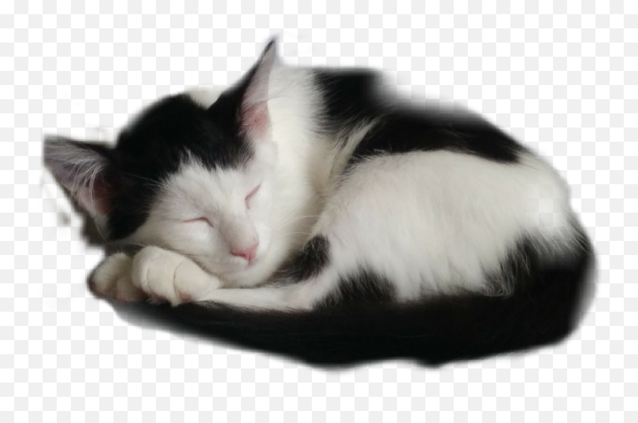 Cat Sleeping - Domestic Cat Emoji,Sleeping Cat Emoji