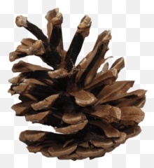 Pine Png And Vectors For Free Download - Pine Cones Png Emoji,pinecone 