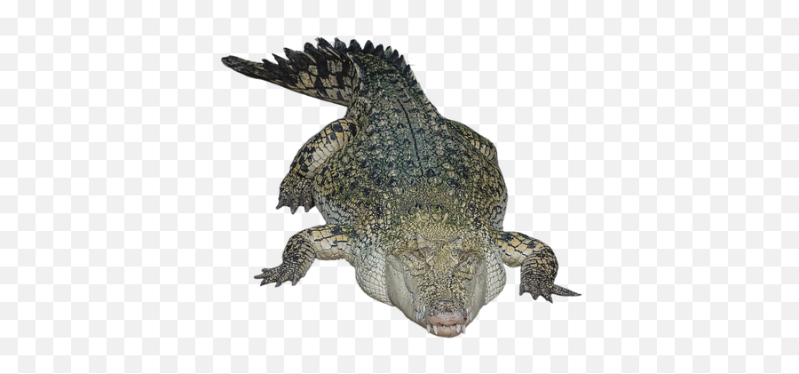 Crocodile - Crocodile With Transparent Background Emoji,Crocodile Emoji