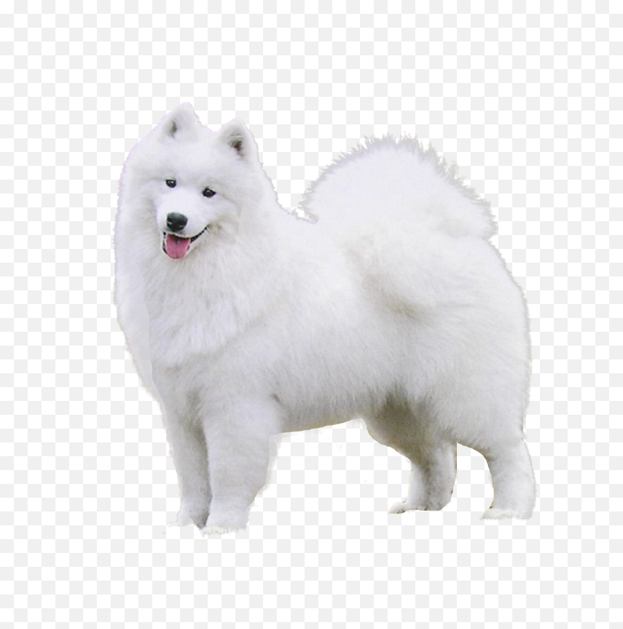 Samoyed Png - Samoyed Transparent Png Emoji,Barking Dog Emoji