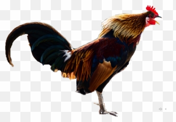 Trending Rooster Stickers Emoji,Rooster Emoji