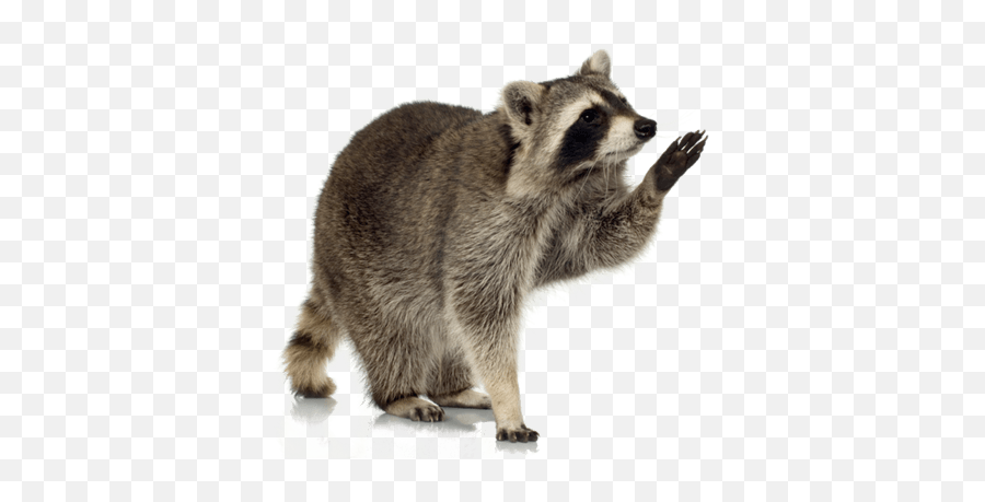 Animals Quiz - By Scripttical Raccoon Png Transparent Emoji,Racoon Emoji
