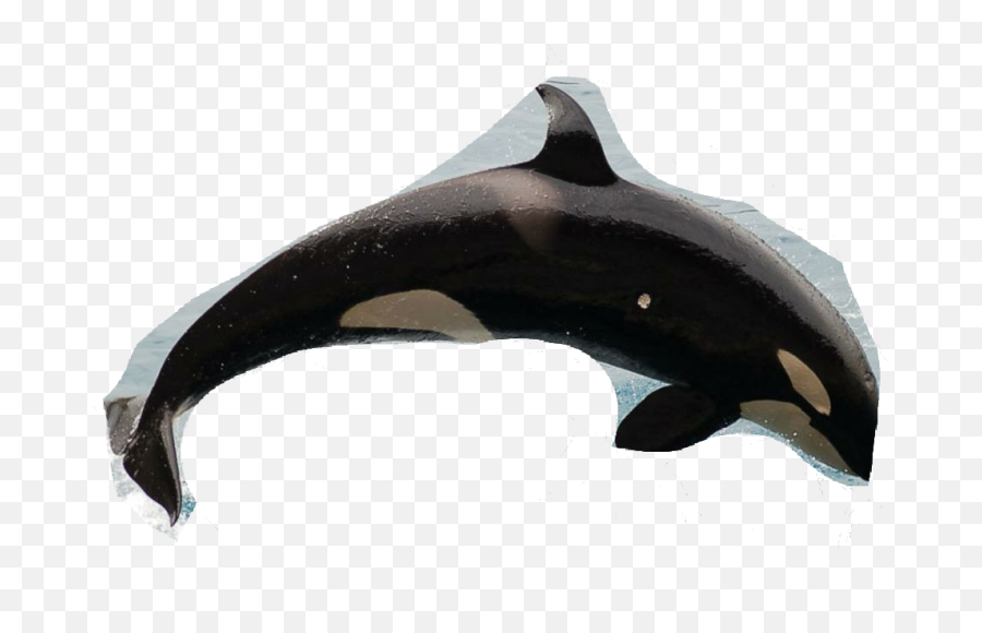 Orca - Sticker By Spb Wholphin Emoji,Orca Emoji