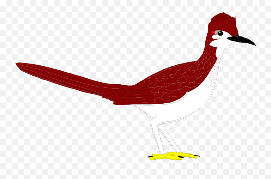 Bird Wings Roadrunner Feathers Species - New Road Runner Animal Emoji,Chicken Wing Emoji