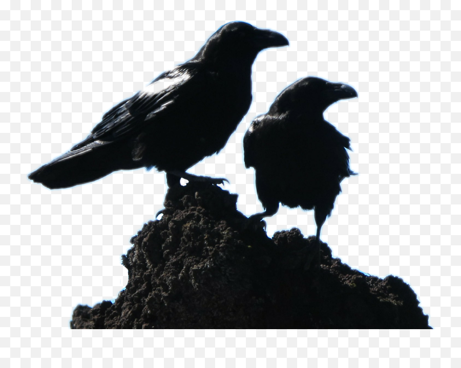 Raven Bird Black Rabe Tier Schwarz - Gagak Hitam Emoji,Raven Bird Emoji