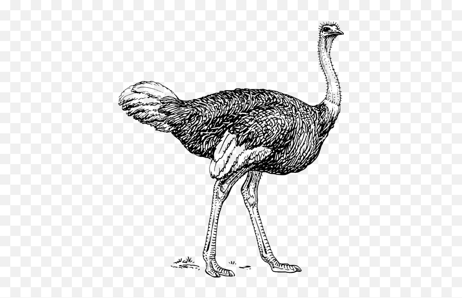 Ostrich Vector Clip Art - Ostrich Black And White Emoji,Turkey Leg Emoji