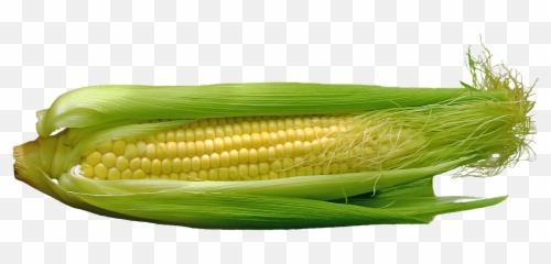 Corn Cob Food Vegetables Free Pictures - Mazorca Png Emoji