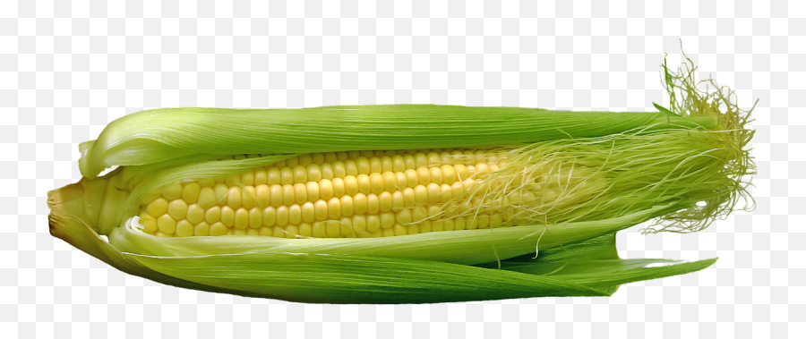 Corn Cob Food Vegetables Free Pictures - Mazorca Png Emoji,Emoji Eating Popcorn