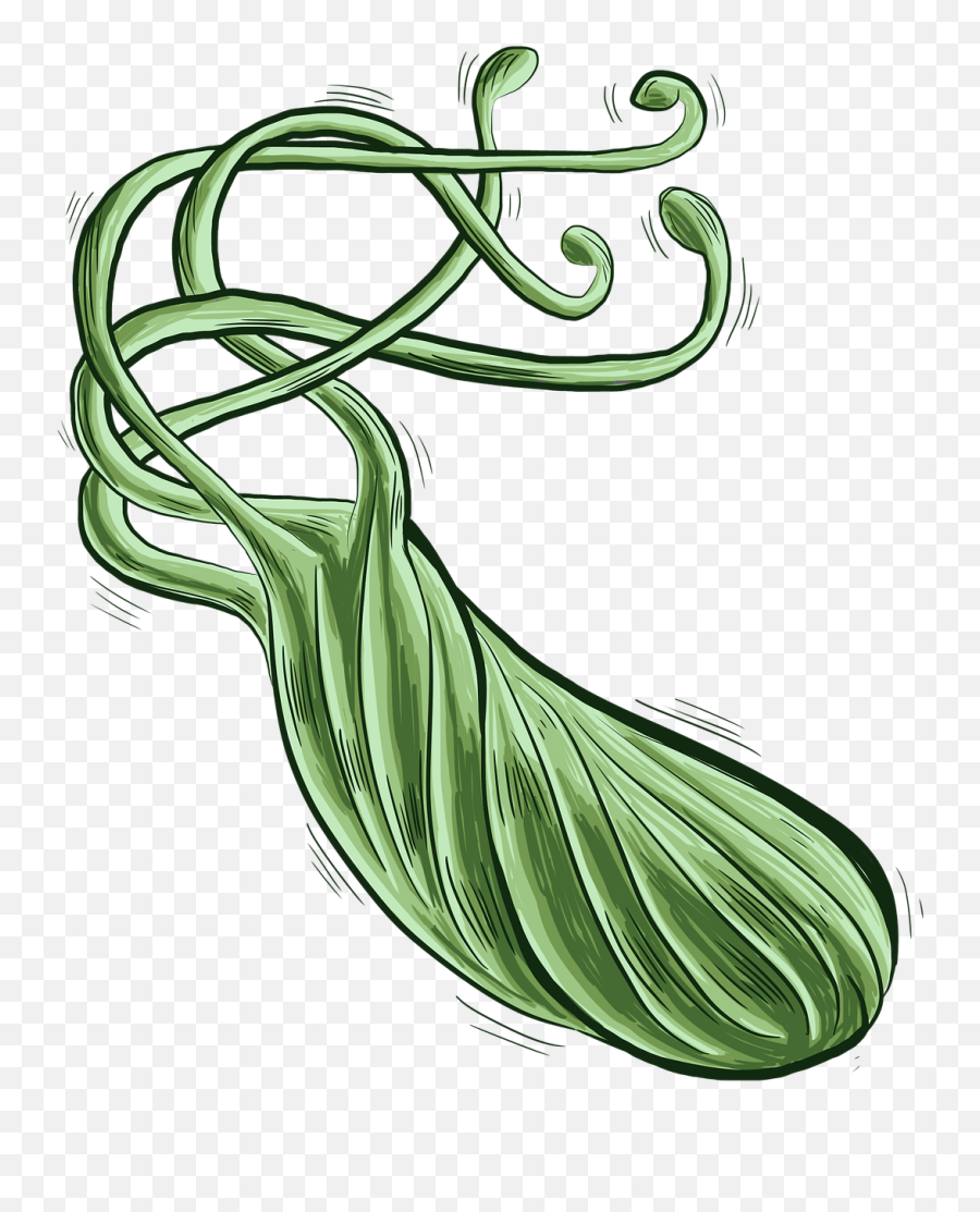 Bacteria Bacterium Heliobacter Pylori H - Helicobacter Pylori Png Emoji,Snake Emoticon
