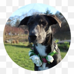 The Story Of - Companion Dog Emoji,Guess The Emoji Dog And Bone
