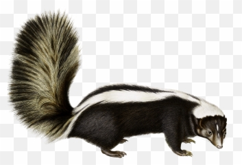 Rodent Animal Fauna Fur Wildlife - Skunk Png Emoji
