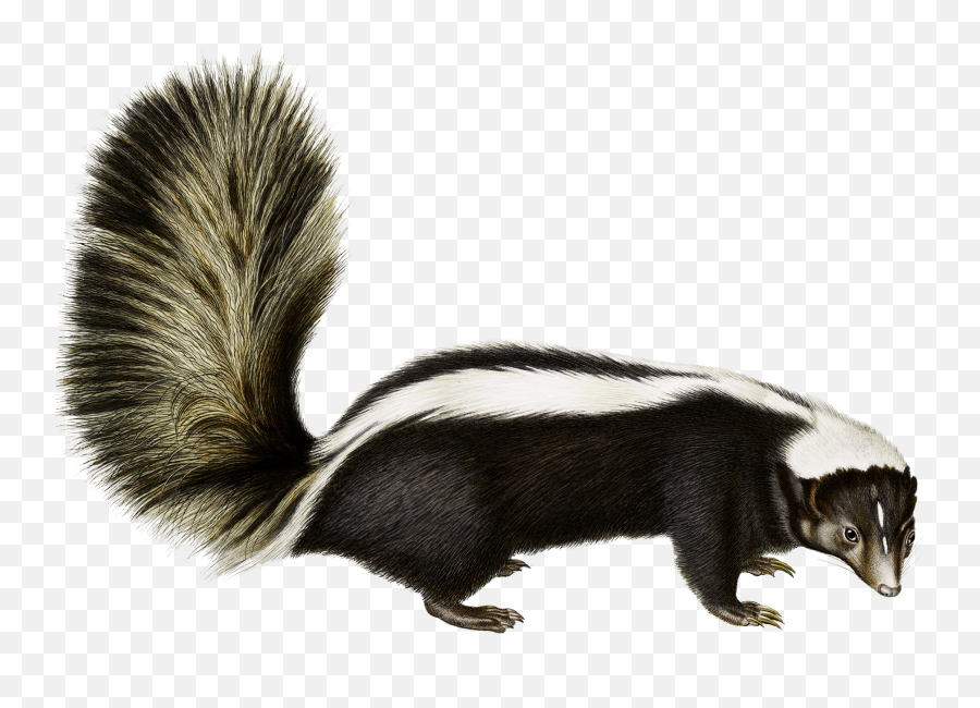 Rodent Animal Fauna Fur Wildlife - Skunk Png Emoji,Skunk Emoji Facebook