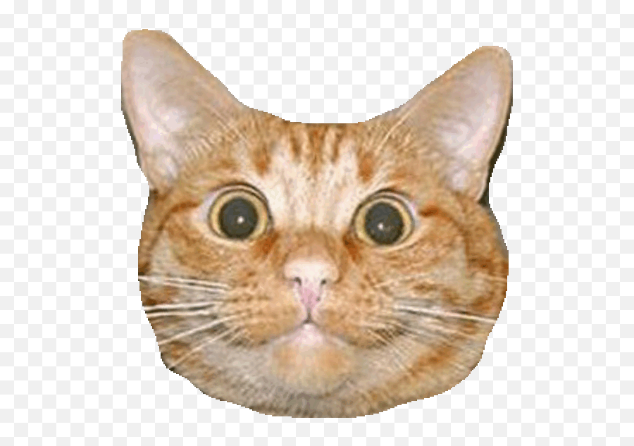 Surprised Stickers For Android Ios - Hyper Cat Meme Emoji,Surprised Cat Emoji
