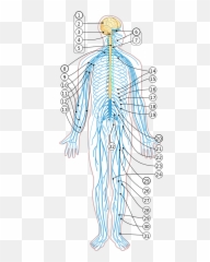 Nervous System Diagram Numbered - Vagal Nerve Vagus Location Emoji