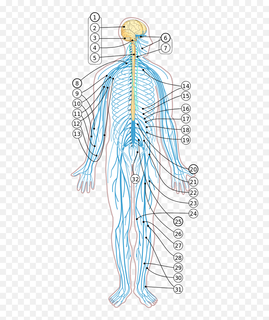 Nervous System Diagram Numbered - Vagal Nerve Vagus Nerve Location Emoji,Muscle Emoji Png