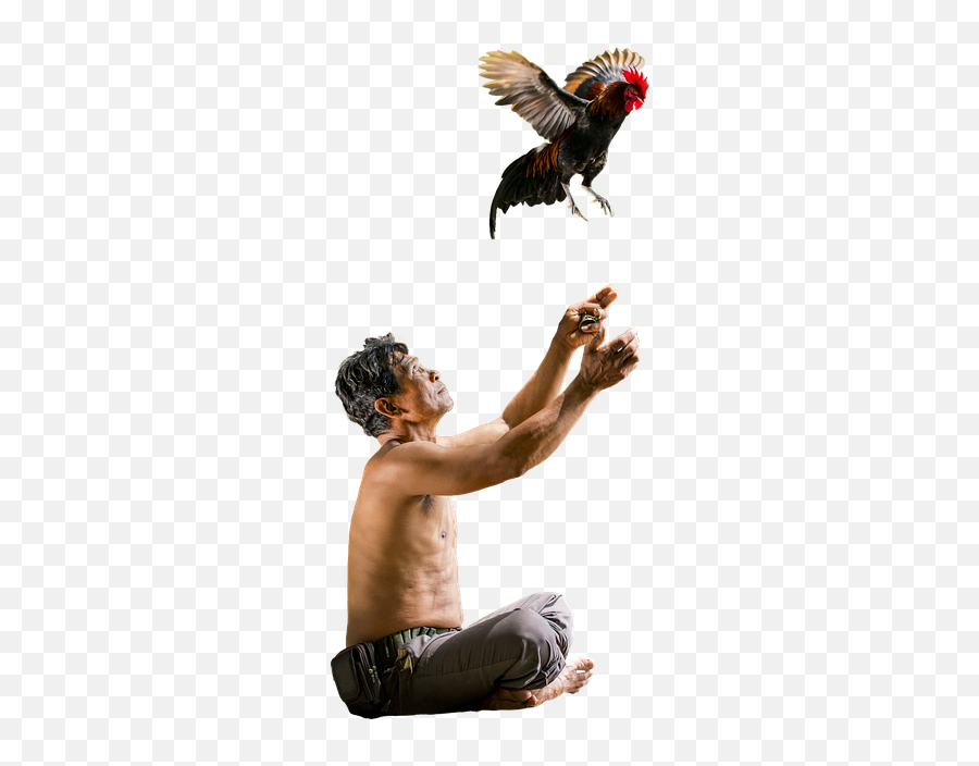 Man Thai Chicken - Red Winged Blackbird Emoji,Chicken Wing Emoji
