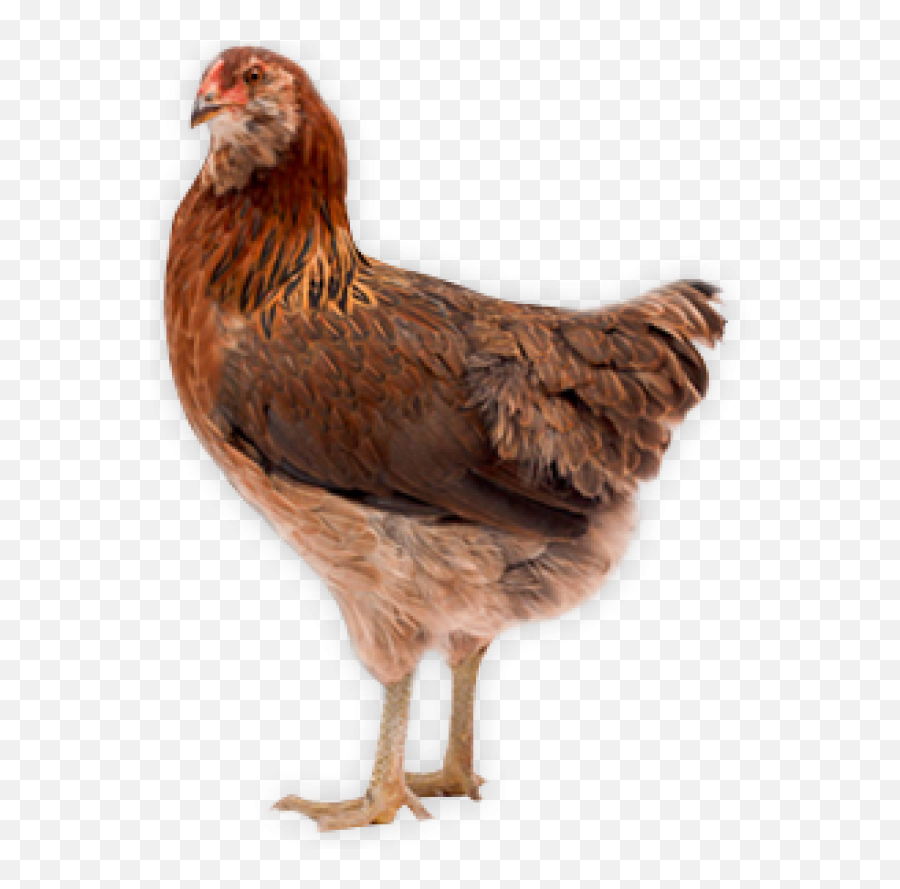 Chicken Icon Png - Chicken Png Icon Download Chicken With Chicken Png Emoji,Chicken Wing Emoji
