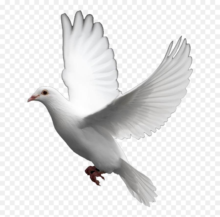 Pigeon Clipart In Flight - White Dove Transparent Background Emoji,Dove Emoji