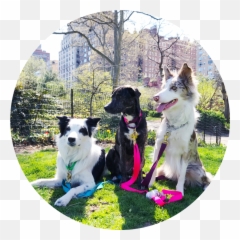The Story Of - Dog Catches Something Emoji,Guess The Emoji Dog And Bone