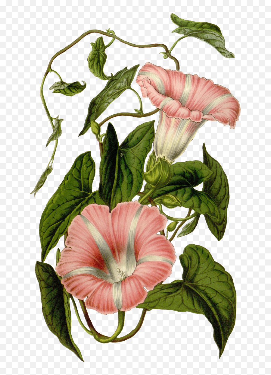 Flower Blossom Bloom Plant Pink - Botanical Calystegia Sepium Illustrations Emoji,Hawaiian Flower Emoji