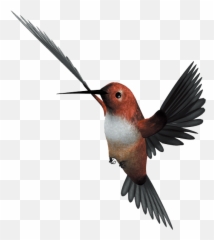 Hummingbird Flight Parrot - Bird Without Background Flying Emoji