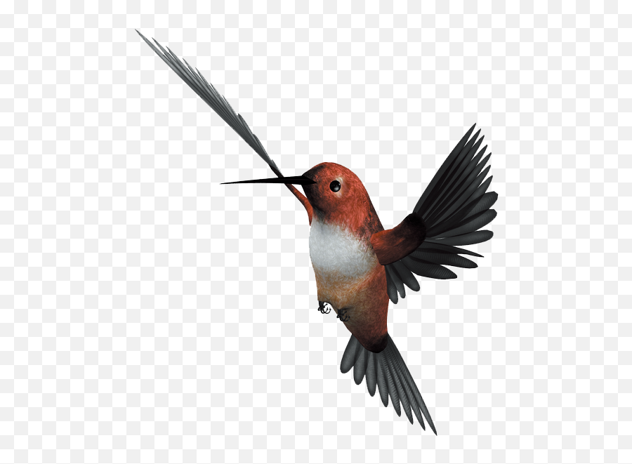Hummingbird Flight Parrot - Bird Without Background Flying Emoji,Hummingbird Emoticon