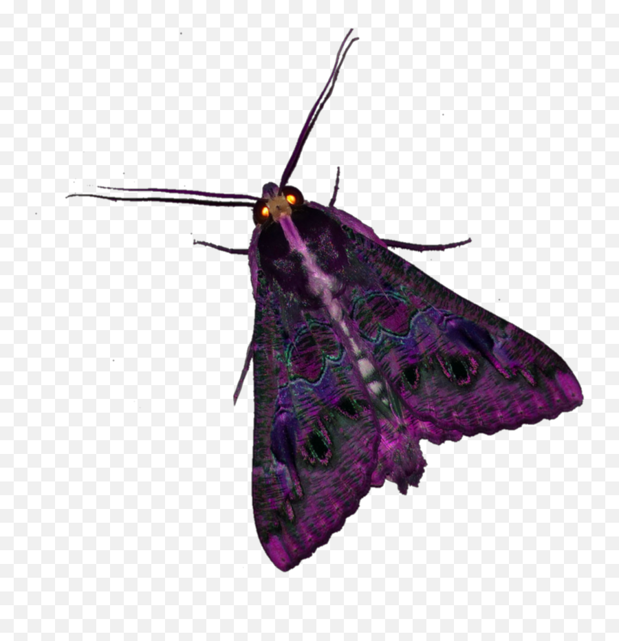 Moth Purple Moths Bugs Butterfly - Moth Emoji,Moth Emoji
