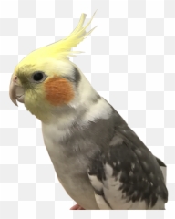 Pikachu Pokemon Cockatiel Bird Love - Cockatiel Emoji,Cockatiel Emoji