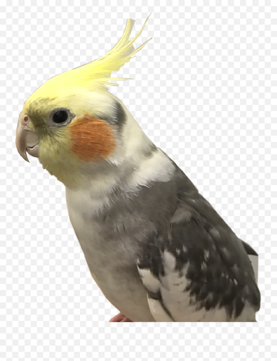 Pikachu Pokemon Cockatiel Bird Love - Cockatiel Emoji,Cockatiel Emoji