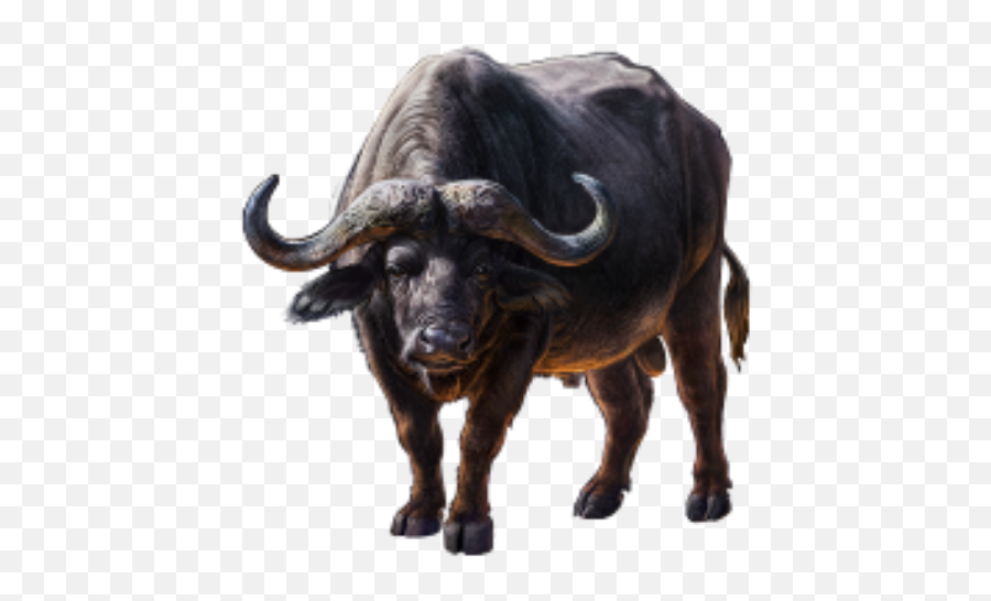 Edit - Cape Buffalo Transparent Background Emoji,Buffalo Emoji