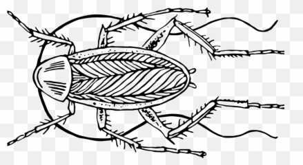 Roach Drawing Pencil Picture - Bugs Drawing Emoji,Roach Emoji