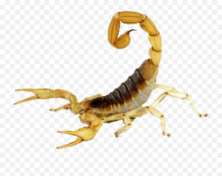 Scorpion - Black And Tan Scorpion Emoji,Scorpion Emoji
