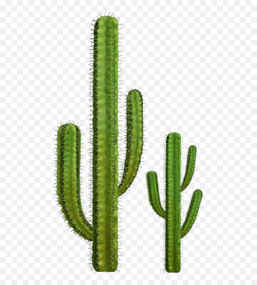Cactus Transparent Png Cactus Free Picture Download - Free Transparent Background Cactus Png Emoji,Cactus Emoji