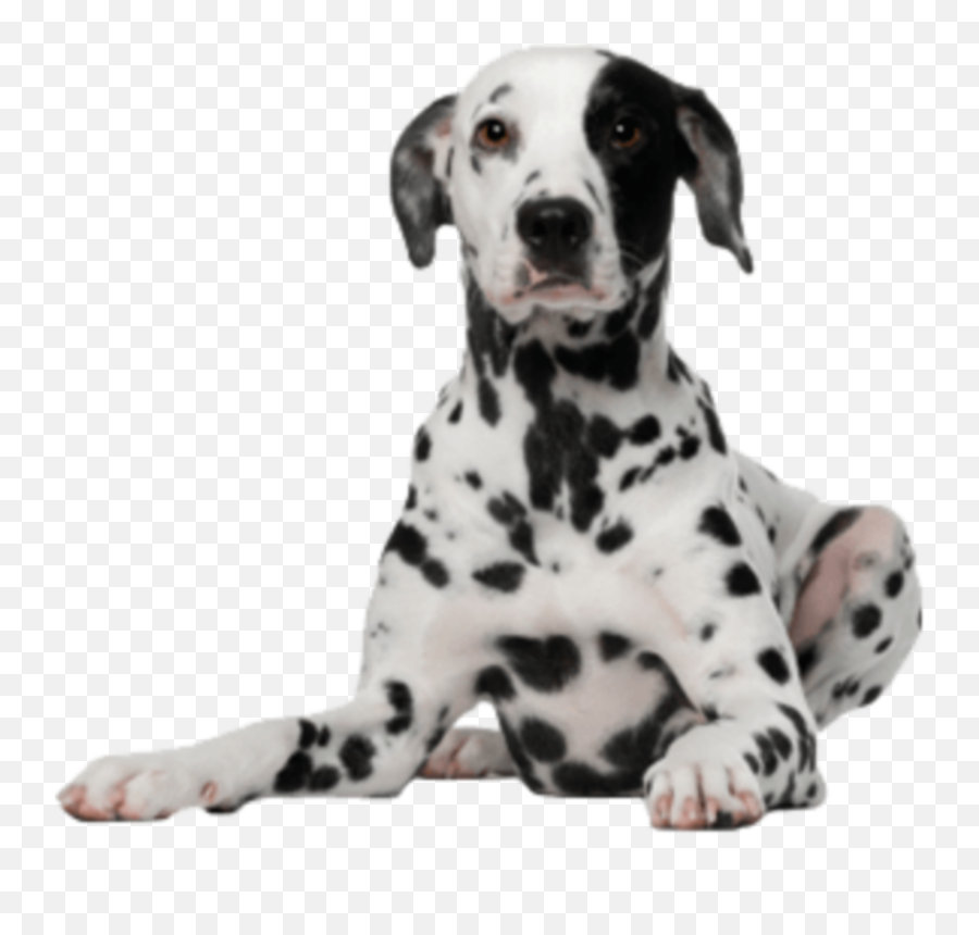 Dalmatian Dog Animal Pet Loyal Puppy - Dalmatian Png Emoji,Dalmatian Emoji