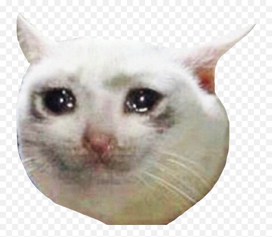 Cryingcatmeme Crying Cat Sticker By Vincent - Crying Cat Sticker Emoji,Crying Cat Emoji