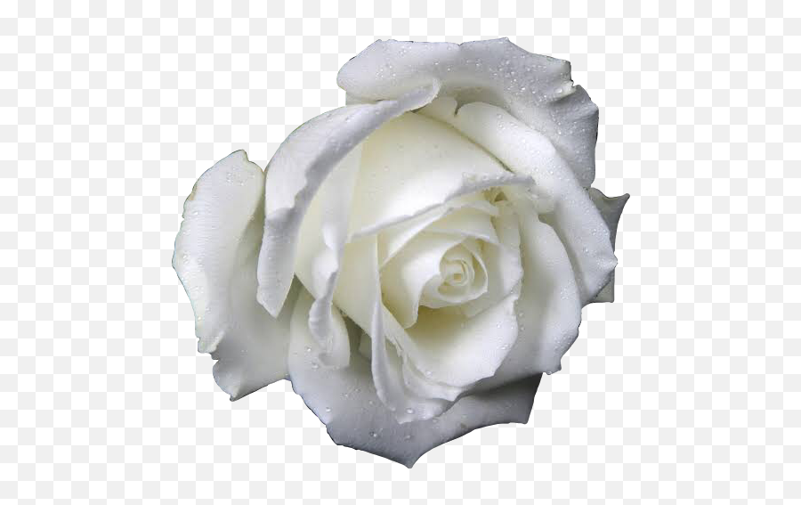 Whiterose Rose Aesthetic - White Rose Emoji,White Rose Emoji