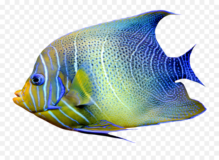 Tropical Fish Transparent Background - Tropical Fish No Background Emoji,Tropical Fish Emoji