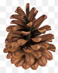 Pinecone Nature Brown - Clip Art Pine Cone Emoji,Pinecone Emoji