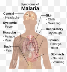 Symptoms Of Malaria - Parts The Body Affected By Emoji