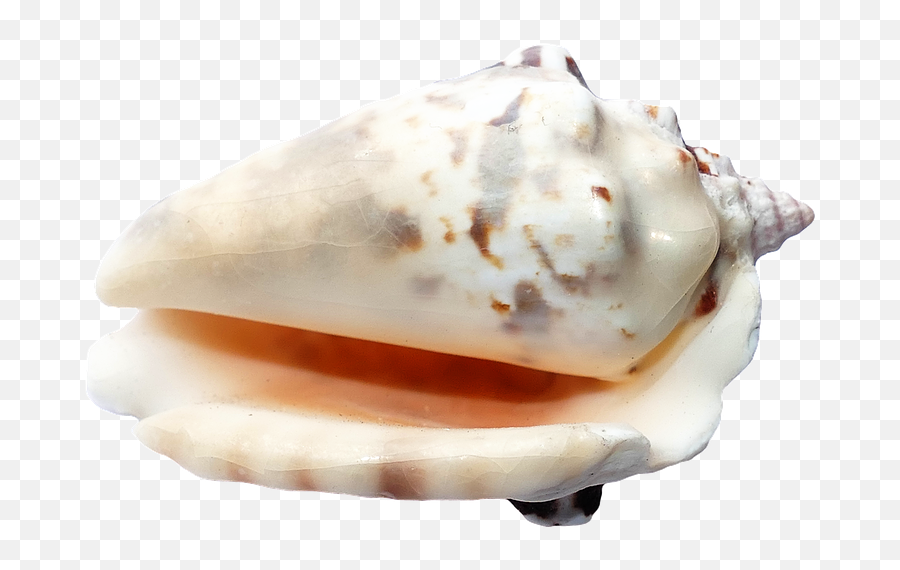 Sea Shells Ocean - Portable Network Graphics Emoji,Conch Shell Emoji