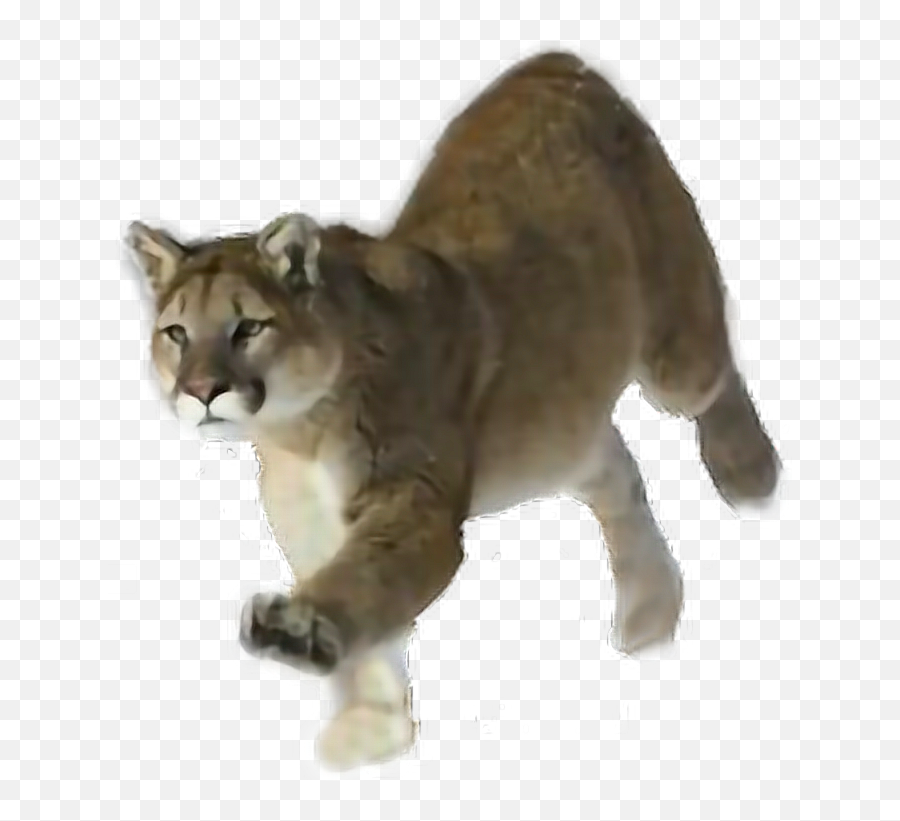 Mountainlion Cougar Puma - Puma Animal Running Emoji,Cougar Emoji