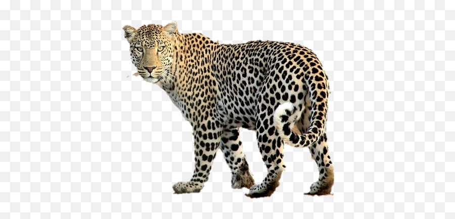 Leopard - Jaguar Transparent Background Emoji,Leopard Emoji