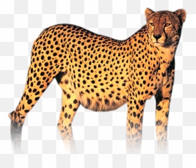 Cheetah Cheetahs Bigcat Bigcats Animals Animal Cats Cat - Conserved Animals In Namibia Emoji,Cheetah Emoji