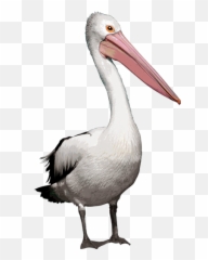 Stakers u2014 Online Casino Internet Games - White Pelican Emoji