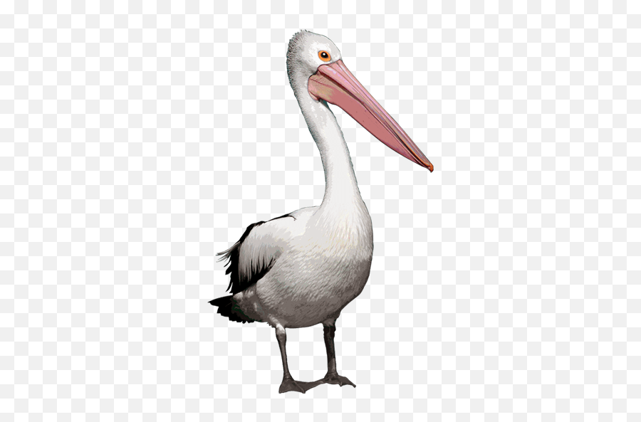 Stakers U2014 Online Casino Internet Casino Casino Games - White Pelican Emoji,Two Birds With One Stone Emoji