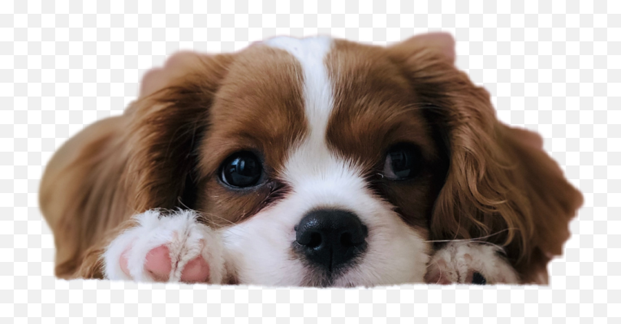 Dog Paws Cute Head Pet Sticker By - Cheap Puppy Dogs For Sale Emoji,Dog Paw Emoji